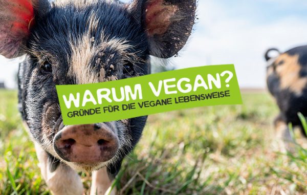 Warum Vegan Gr Nde F R Den Veganismus Careelite