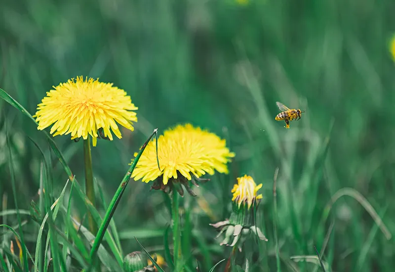 Biene freut sich über Nektar und Pollen aus dem Löwenzahn