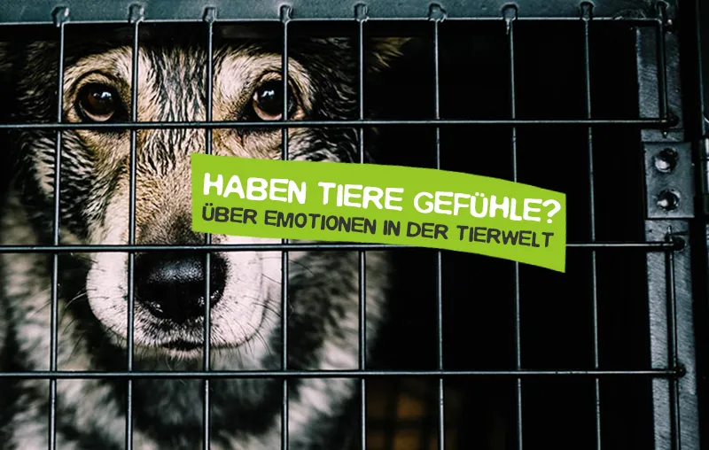 Haben Tiere Gefühle, Emotionen und Schmerzempfinden?