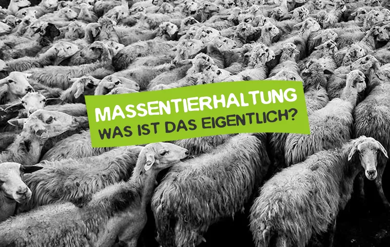 Massentierhaltung: Was ist das?