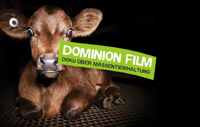 Dominon Film über Massentierhaltung online sehen