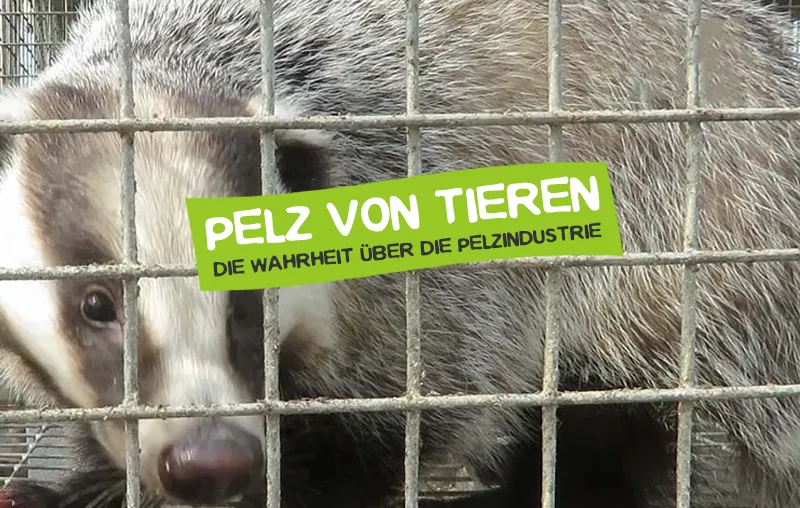 Pelzindustrie - Wie Tiere für Pelz leiden müssen