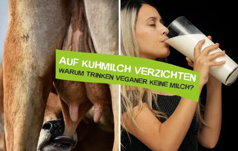 Warum sollte man auf Kuhmilch verzichten?