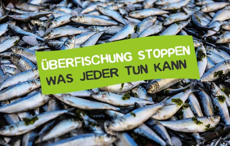 Wie kann man die Überfischung stoppen?