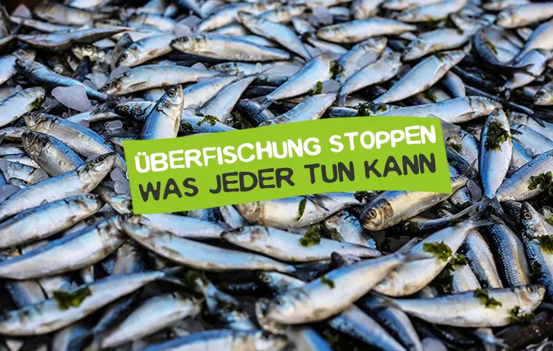 Überfischung stoppen – Was tun?