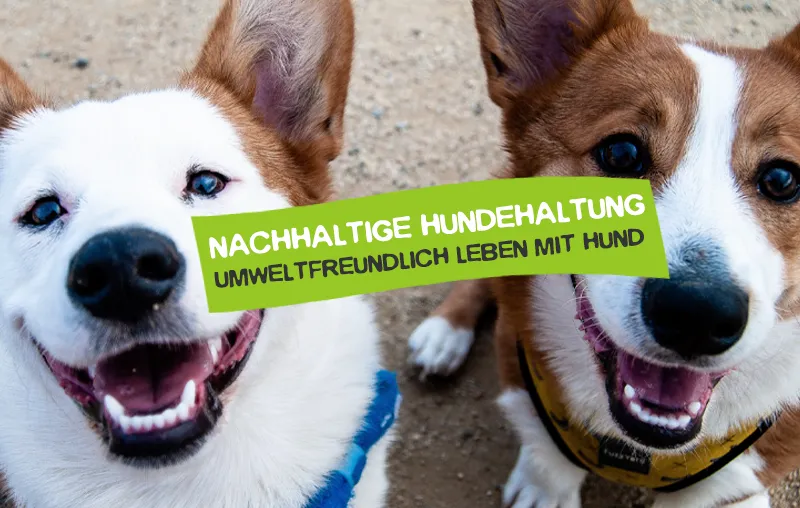 Nachhaltige Hundehaltung – Tipps für ein umweltfreundliches Leben mit Hund