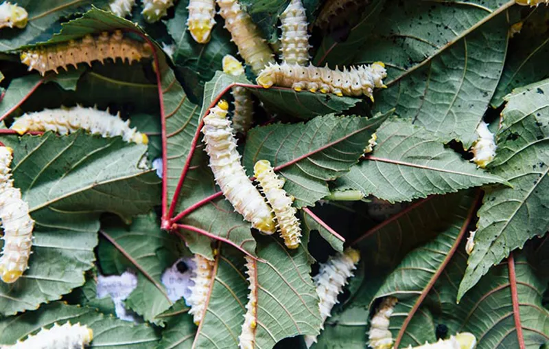 Eating Insects? Good Reasons, Why Eating Insects for Protein Is a Terrible Idea