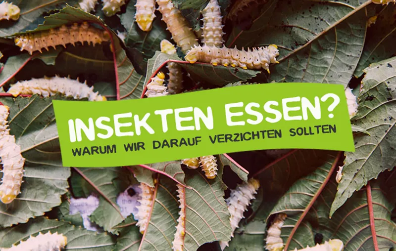 Insekten essen? Gute Gründe, warum wir darauf verzichten sollten