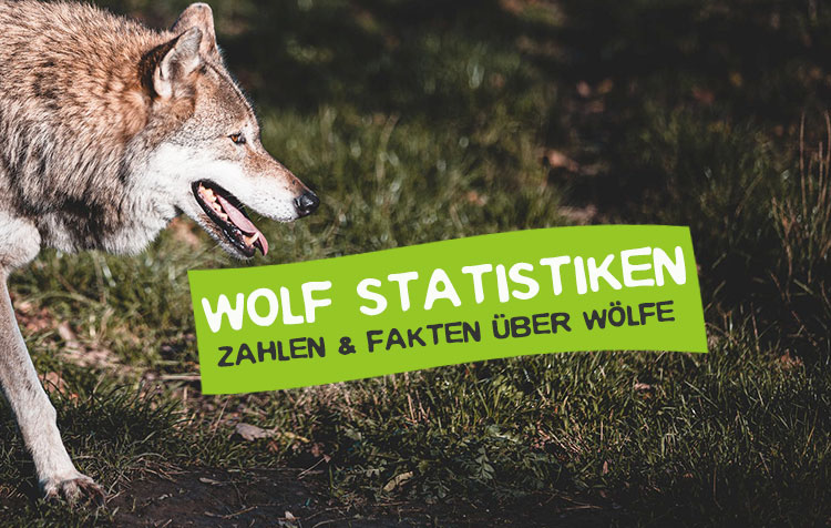 Du bist der nächste Wolf