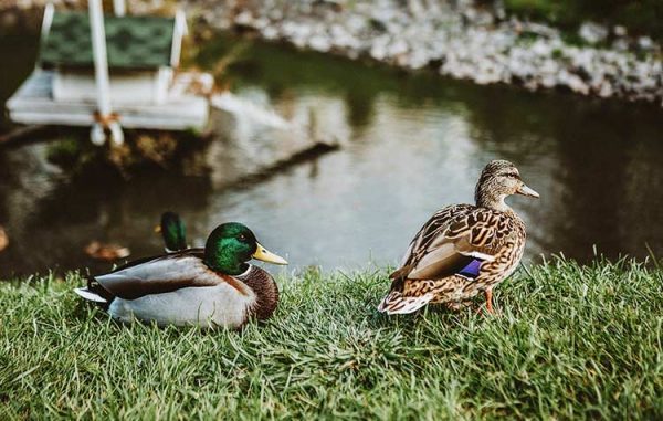 Do Not Feed Ducks - That's Why Bread Is Forbidden - CareElite