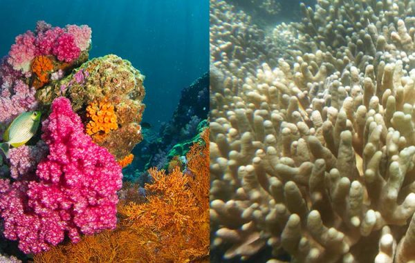 Coral die-off: Causes, Consequences & Solutions - CareElite