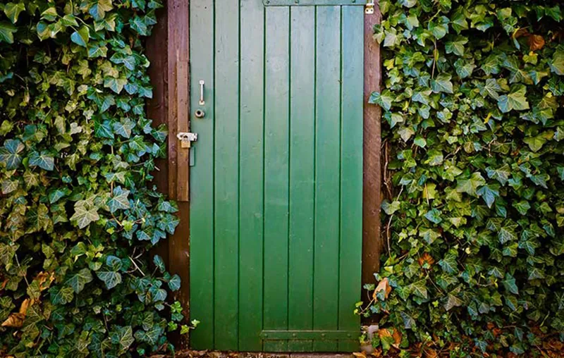 How to let the garden shed overgrown with climbing plants