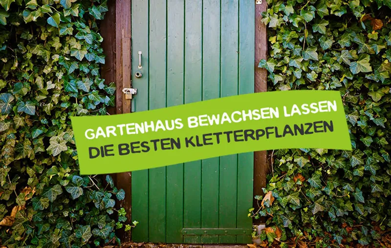 Gartenhaus bewachsen lassen mit Rankpflanzen