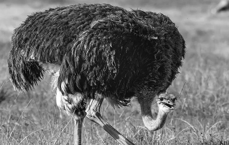 Ostrich Effect – How We Deceive Ourselves and Avoid Problems