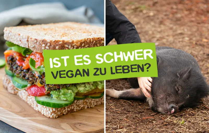 Ist es schwer vegan zu leben? Entscheidende Faktoren und Tipps für eine leichtere Umsetzung