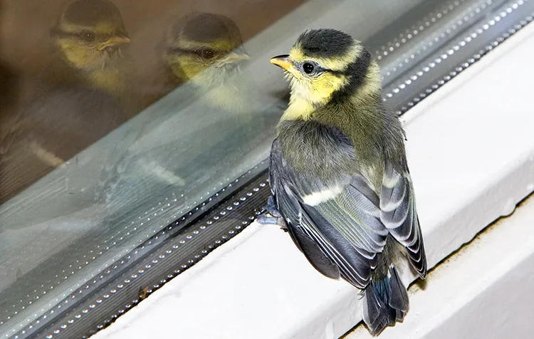How to prevent bird from hitting the glass?  MORN GLASS-Best architectural  glass supplier