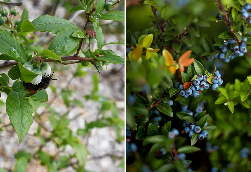 Blueberry is one of the berry bushes for bees