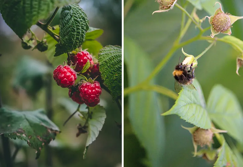 Bees and bumblebees love raspberries in the garden