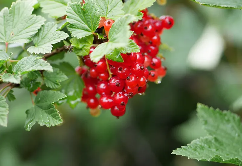 Red currant as a bee-friendly berry bush in the garden