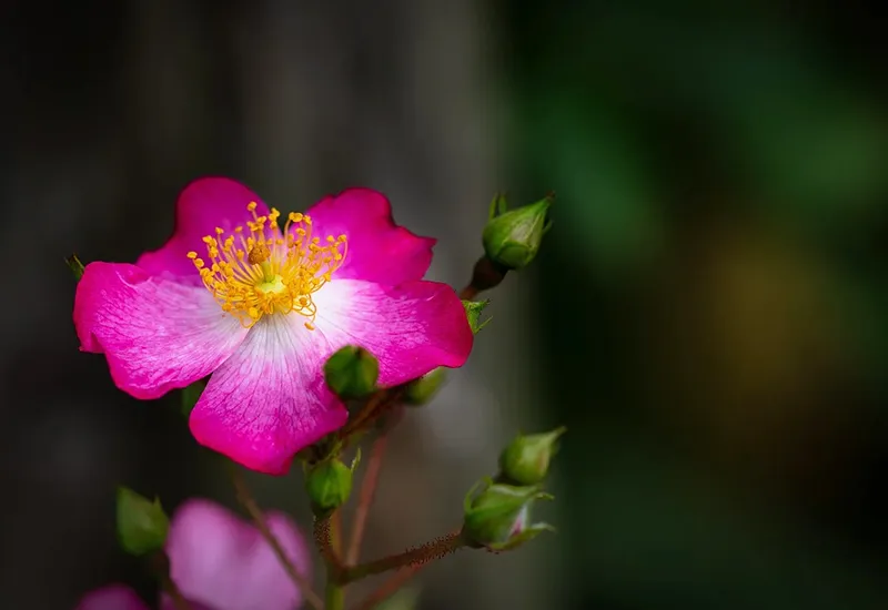 Weinrose als bienenfreundliches Rosengewächs im Garten