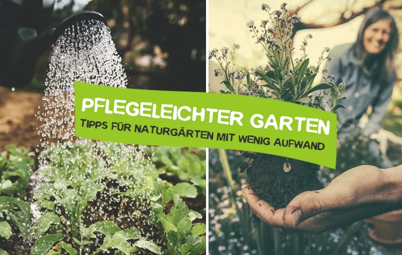 Pflegeleichter Garten – Die besten Tipps für einen bienenfreundlichen, schönen Naturgarten ohne Aufwand