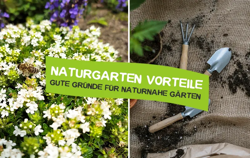 Naturgarten Vorteile – Wichtige Gründe für einen heimischen, naturnahen Garten