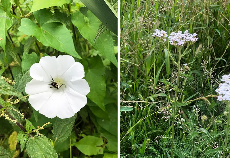 Ackerwinde und Schafgarbe sind Unkräuter für Insekten