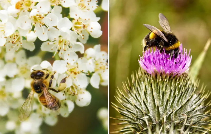 Bee-Friendly Garden – How To Attract Wild Bees