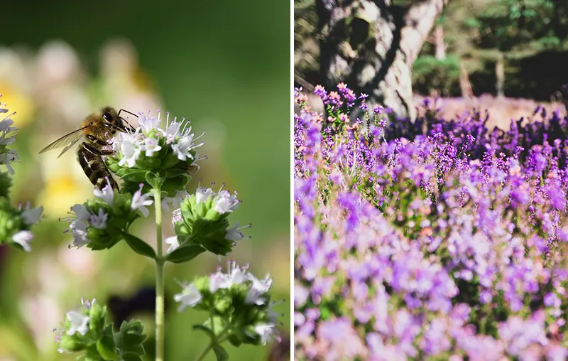 Bee Friendly Ground Cover Plants – Native, Flat-Growing Plants To Attract Pollinators