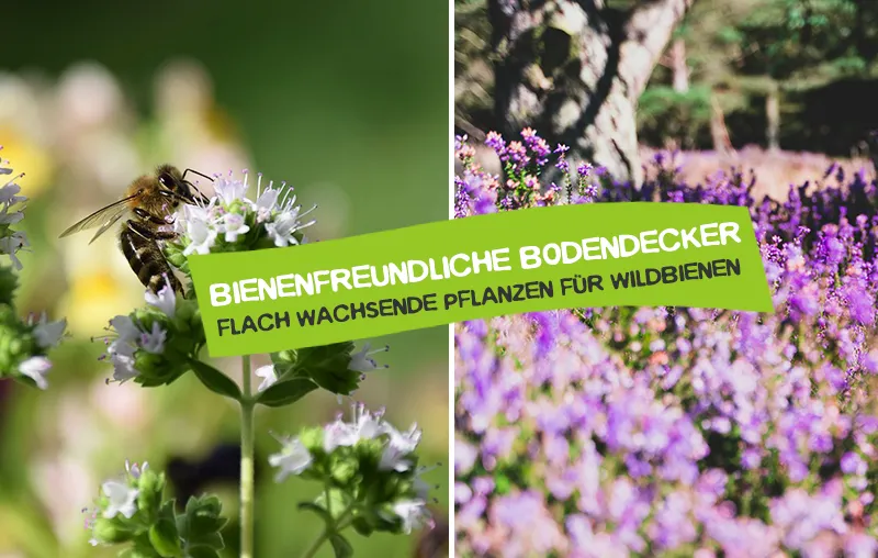 Bienenfreundliche Bodendecker – Heimische, flachwachsende Pflanzen, die Wildbienen lieben