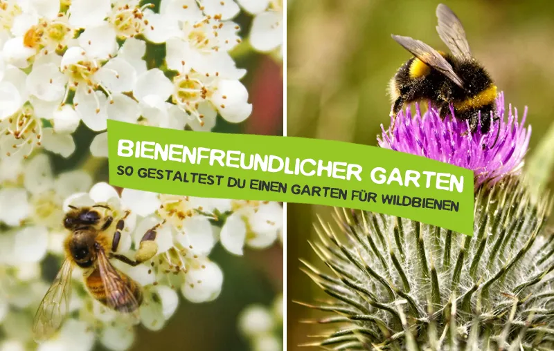 Bienenfreundlicher Garten – Die besten Tipps, um einen Garten für Wildbienen zu gestalten