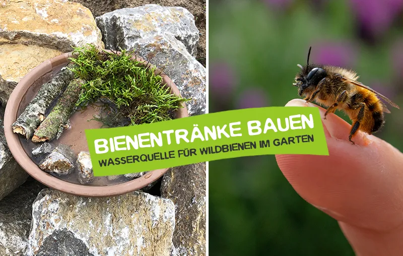 Bienentränke bauen – Anleitung & Tipps für eine Wasserquelle für Wildbienen im Garten