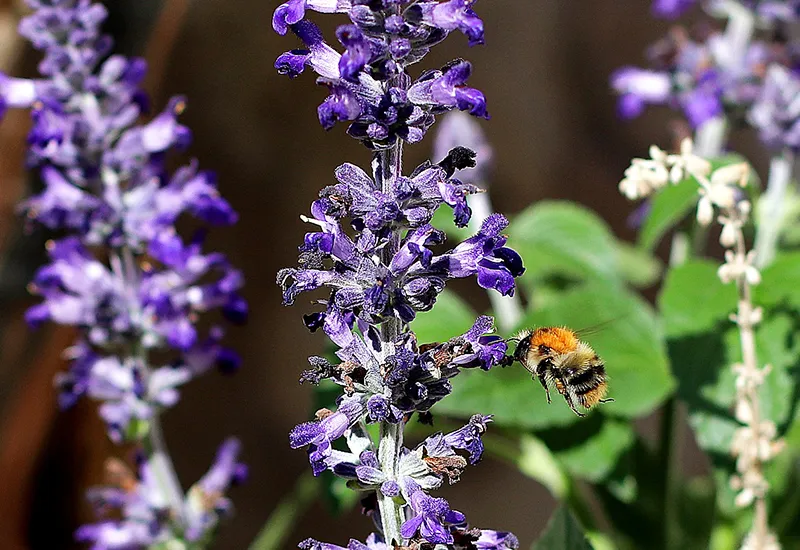 Kriechender Günsel als Bodendecker für Wildbienen