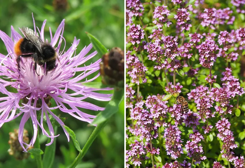 Rispenflockenblume und Thymian als gute Ergänzung am Sandarium