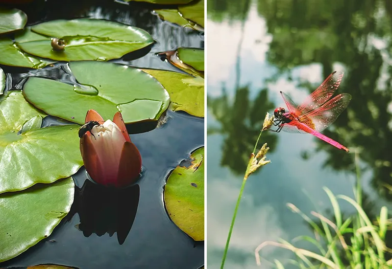 Insekten mit einem Teich in den Garten locken