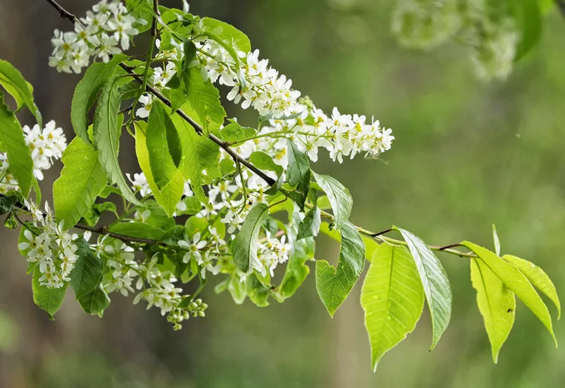 Attract insects to the small garden with the common weeping cherry