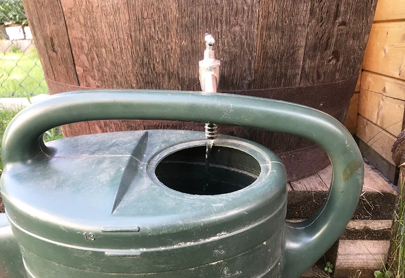 Rainwater collected for irrigation