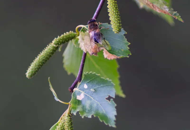 Insektenfreundliche Kleinbäume wie die Trauerbirke