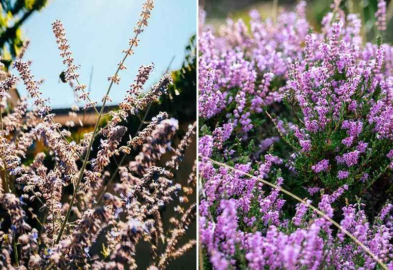 Heidekraut ist ein idealer Bodendecker für Bienen