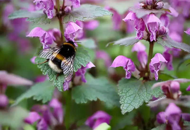 Eine Wildbiene an der Blüte der Purpurroten Taubnessel