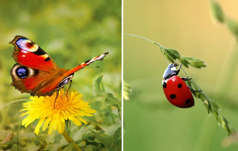 Insect-Friendly Garden – The Best Tips To Help And Attract Insects