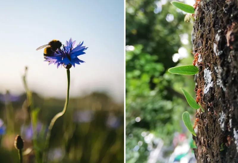 Mehr Insekten im Garten mit diesen Tipps