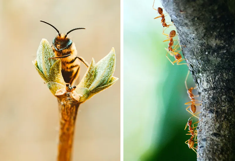 Insect decline in numbers