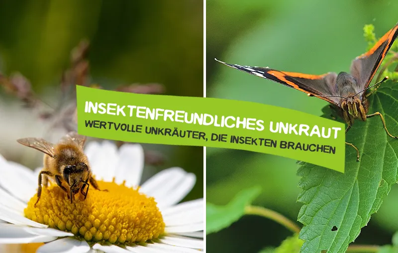 Insektenfreundliches Unkraut – Wertvolle Unkräuter, die Bienen und andere Insekten brauchen