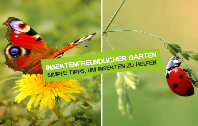 Insektenfreundlicher Garten – Die besten Tipps, um Insekten zu helfen