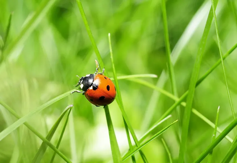 Auch Marienkäfer sind vom Insektensterben betroffen