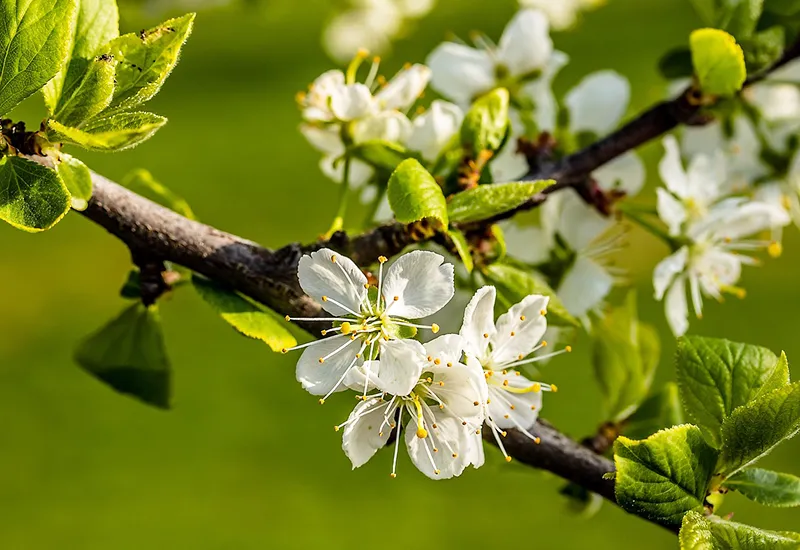 The plum is an ideal tree for small gardens