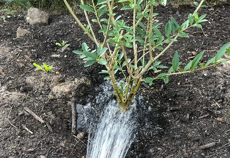 Save water by watering plants correctly