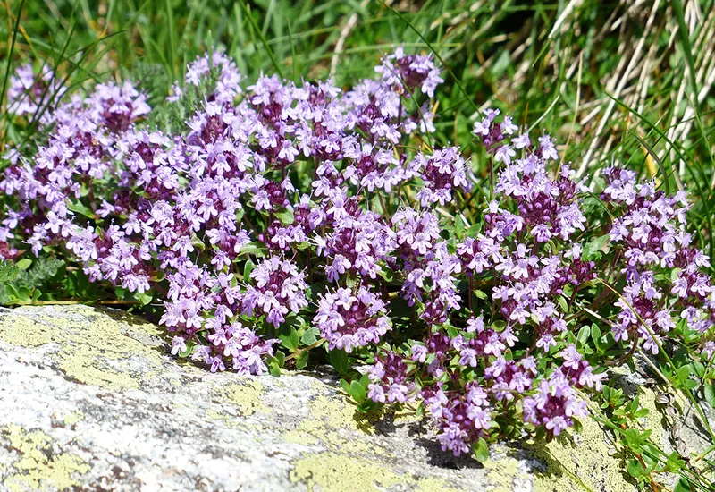 Sand-Thymian breitet sich wie ein Teppich aus