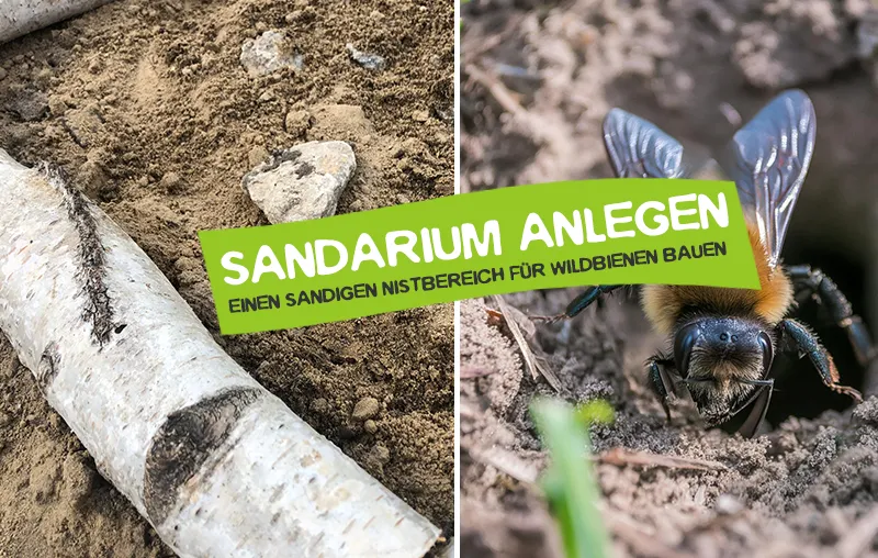 Sandarium anlegen – So baust du einen sandigen Nistbereich für Wildbienen im Garten